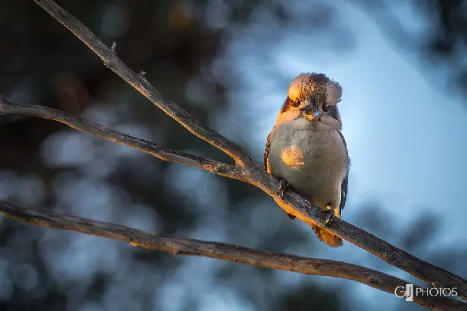 Kookaburra