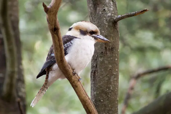 Kookaburra