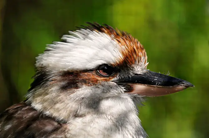 Kookaburra