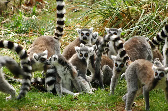 Lemurs