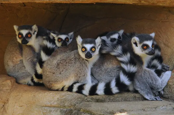 Lemurs