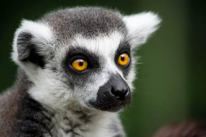 Lemurs