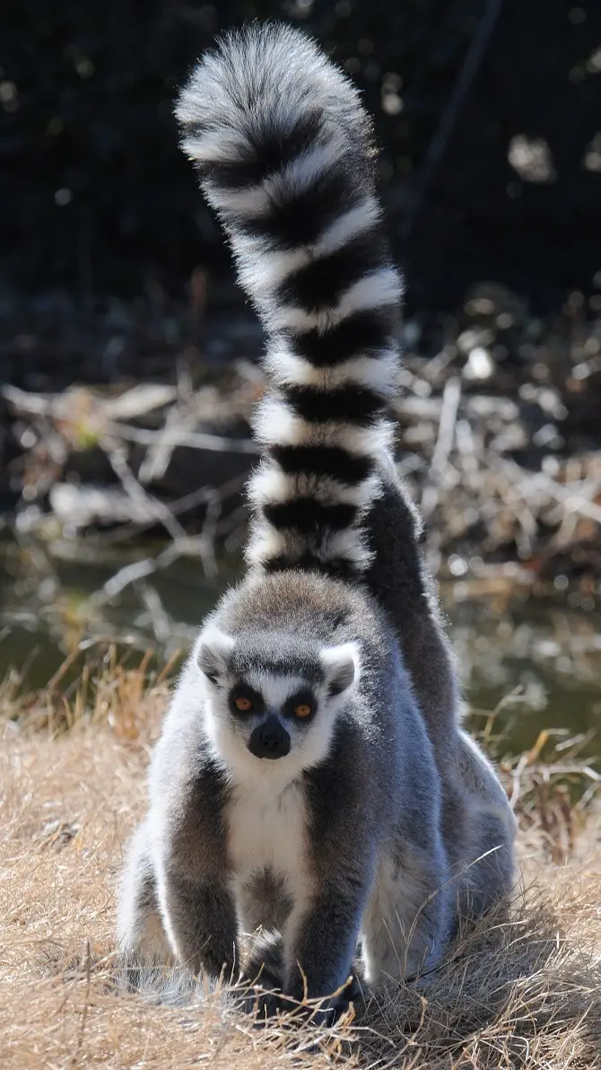 Lemurs