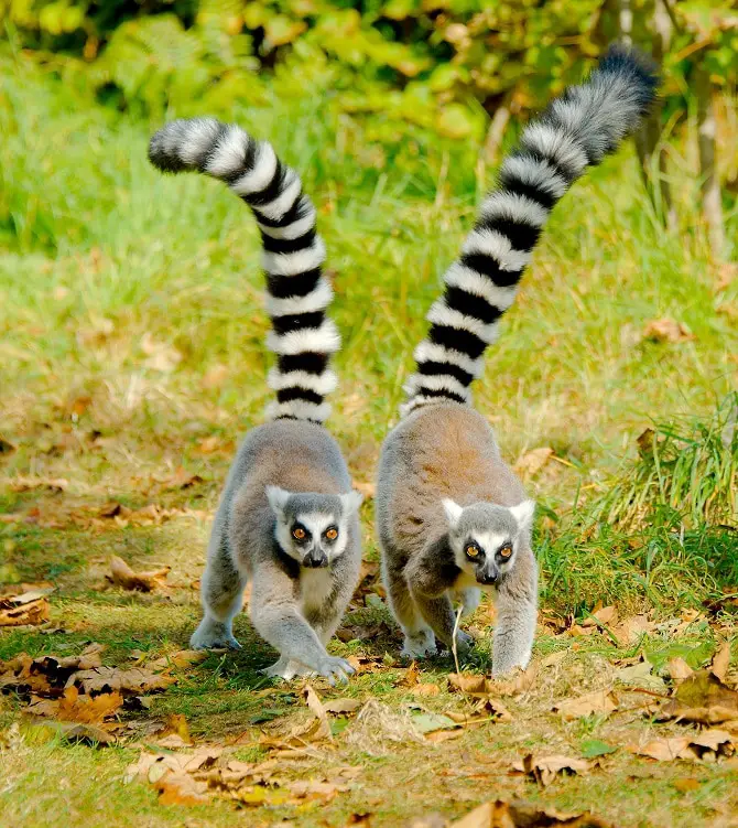 Lemurs