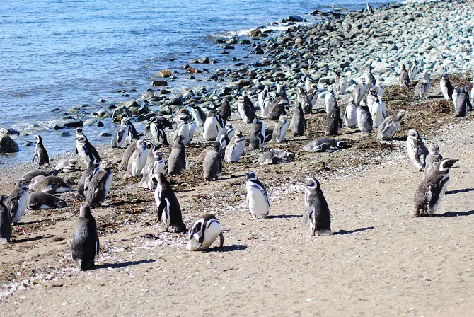 Magdalena Island