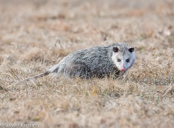 Opossum