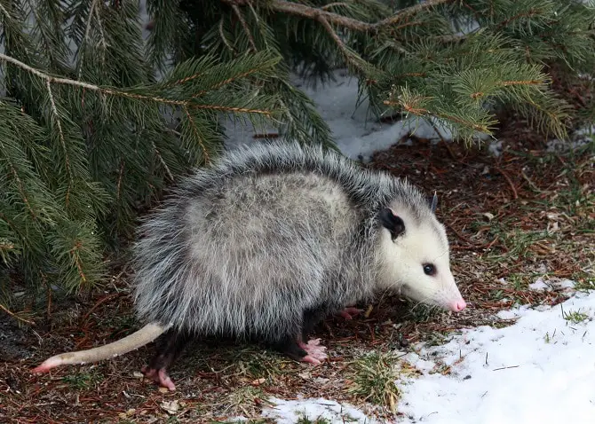 Opossum