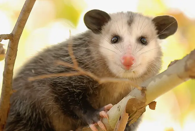 Opossum