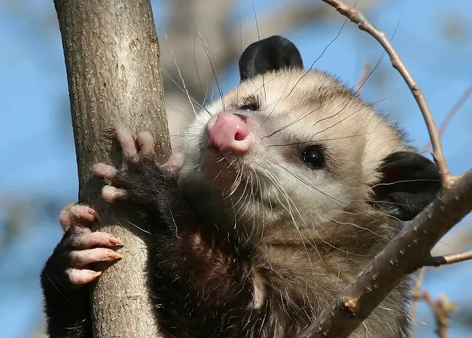 Opossum