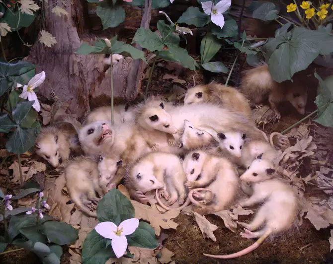 are opossums nocturnal