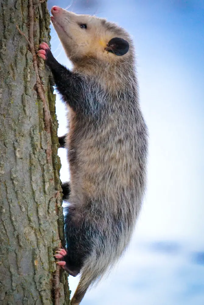 are opossums nocturnal