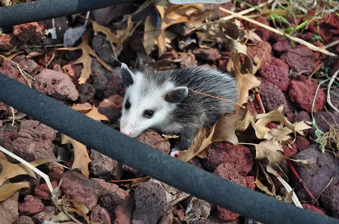 Opossum