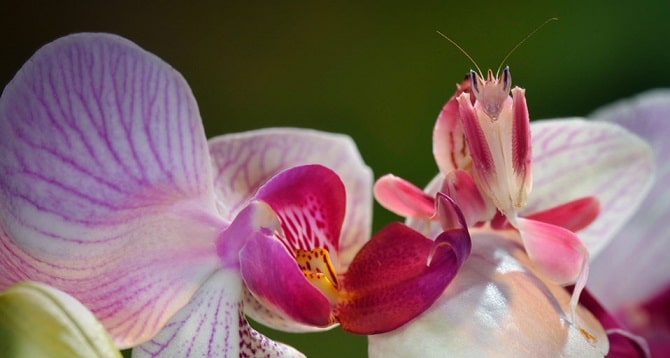 Orchid Mantis