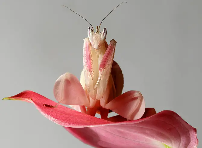 Orchid Mantis