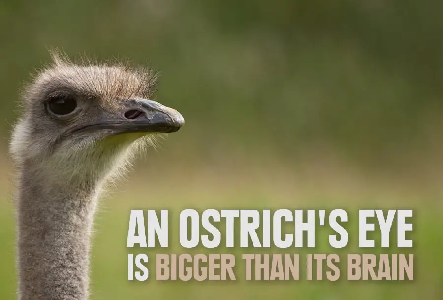 Ostrich eye