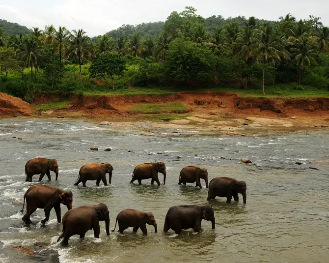 Pinnawala Elephant Orphanage