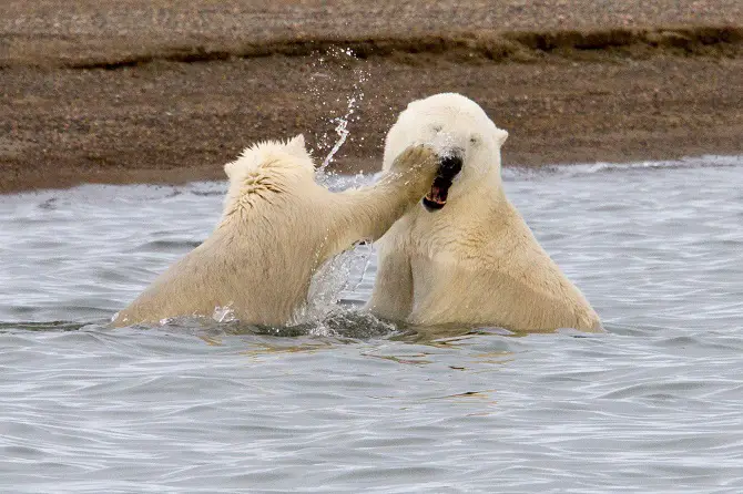 Polar Bear Cubs