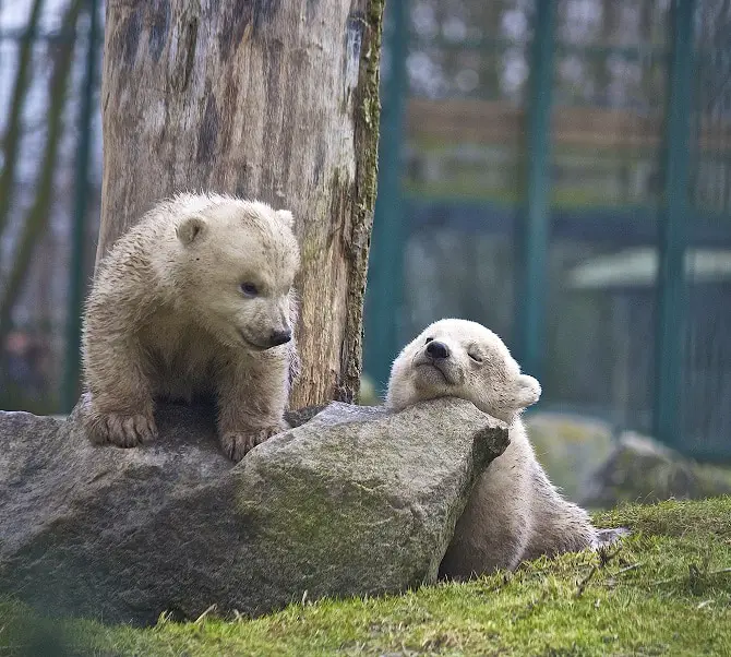 Polar Bear Cubs