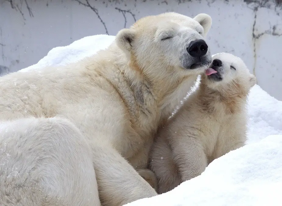 Polar Bear Cubs