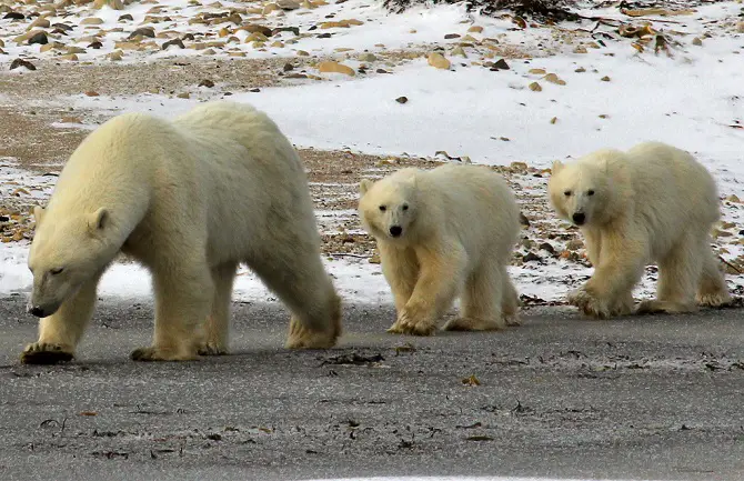 Polar Bear Cubs