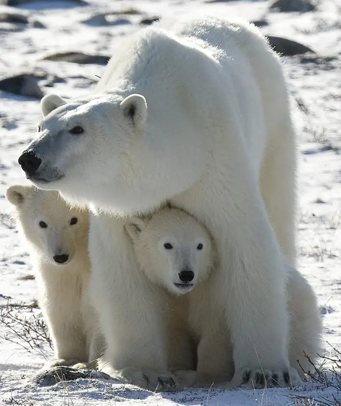 Polar Bear Cubs