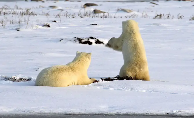 Polar Bear Cubs