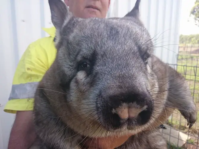 Ruby the Wombat