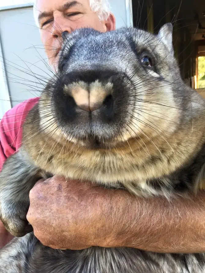 Ruby the Wombat