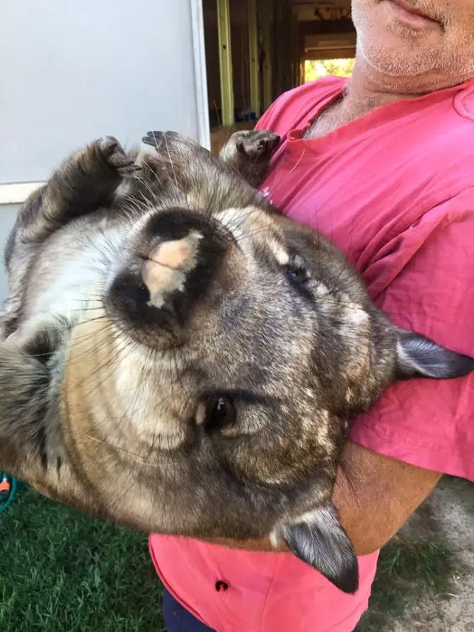 Ruby the Wombat