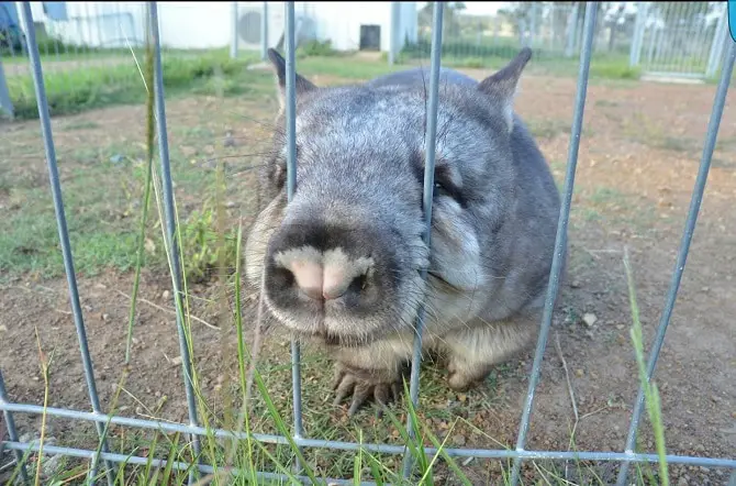 Ruby the Wombat