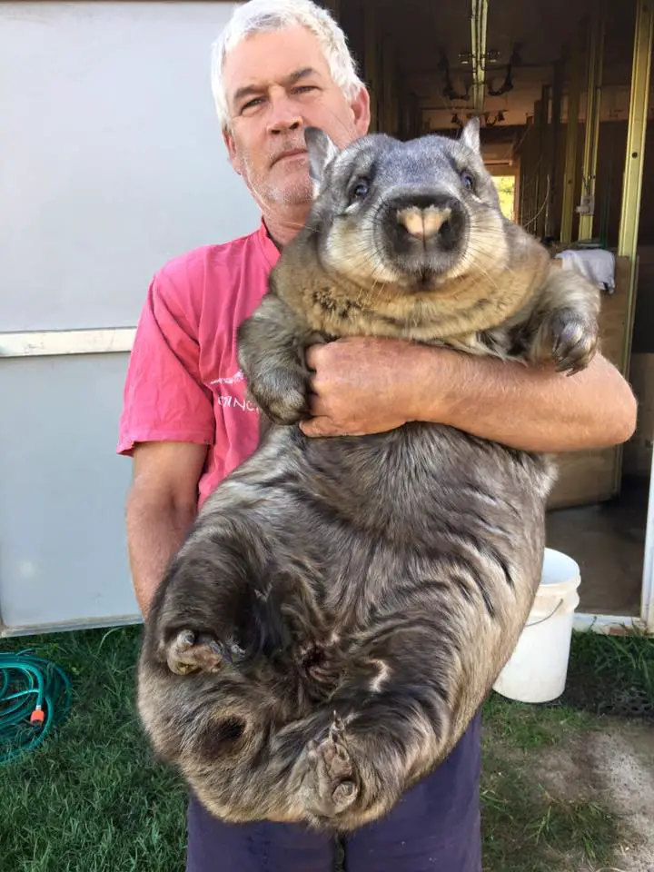 Ruby the Wombat