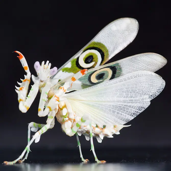 Spiny Flower Mantis