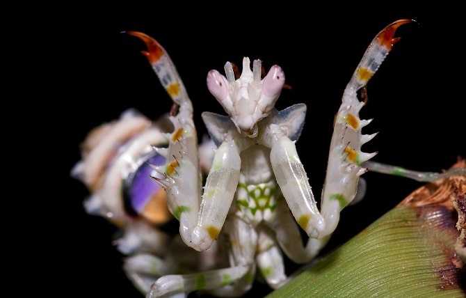 Spiny Flower Mantis