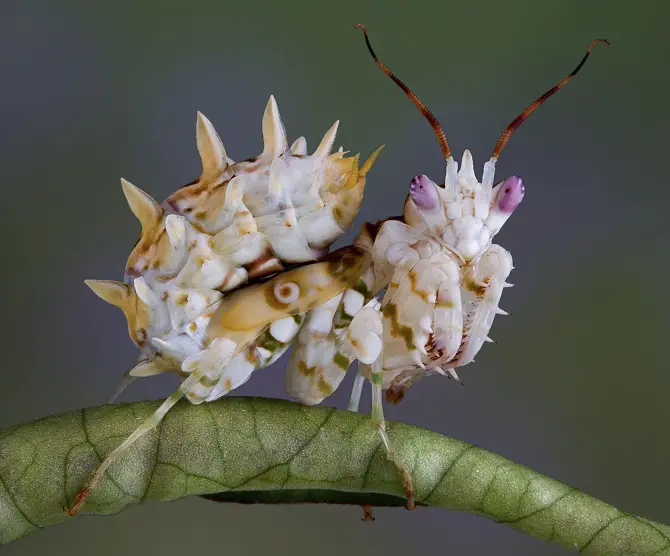 Spiny Flower Mantis