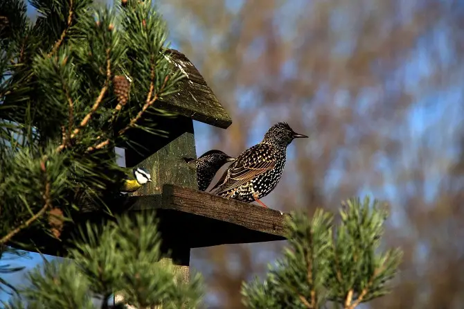 Starling