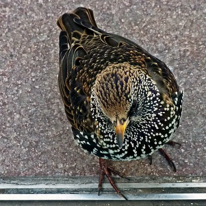 Starling