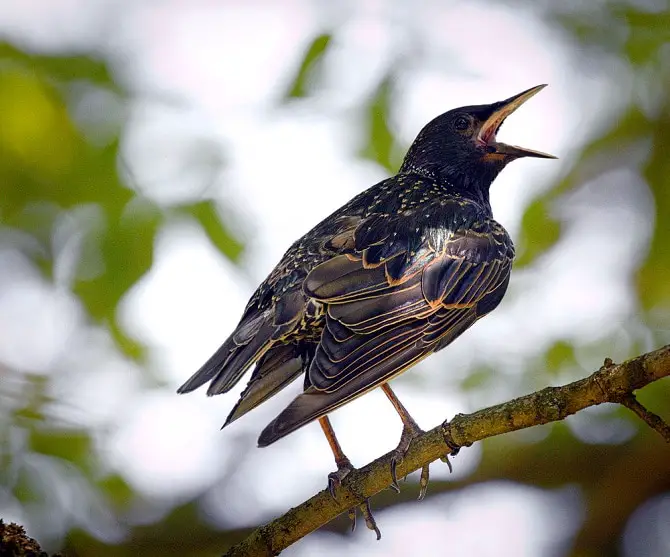 Starling