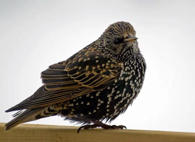 Starling