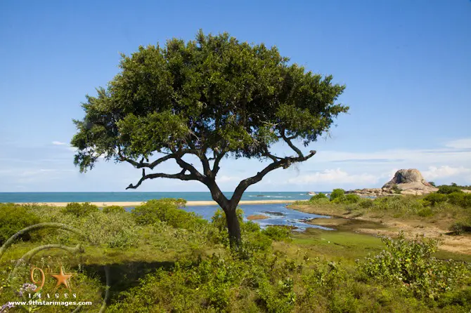 Yala National Park