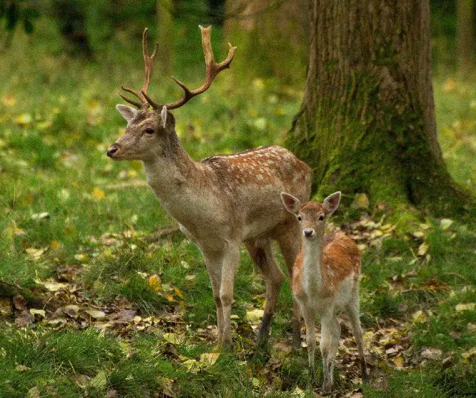 Adorable Fawn