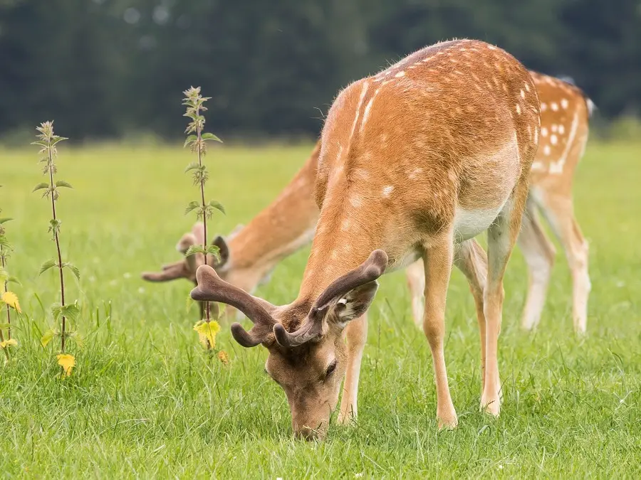 Adorable Fawn