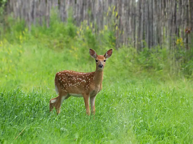 Adorable Fawn