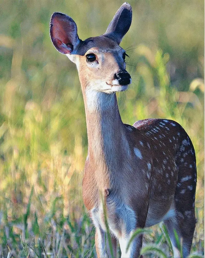 Adorable Fawn