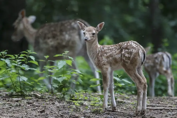 Adorable Fawn