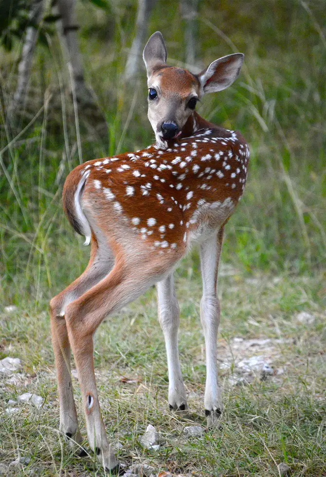 The Most Adorable Baby Fawns