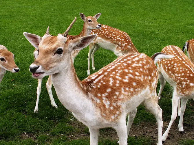 Adorable Fawn