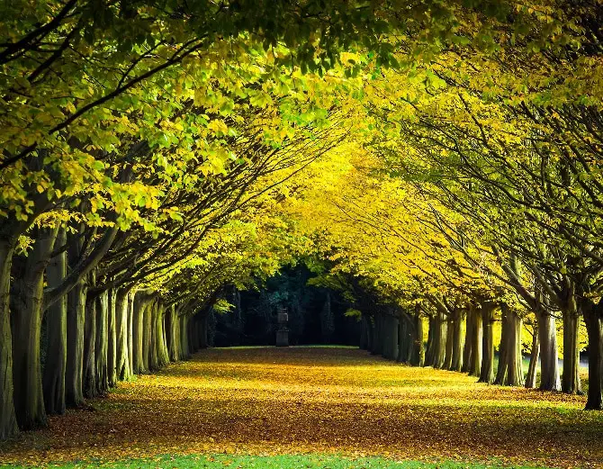 Anglesey Abbey Landscape Gardens