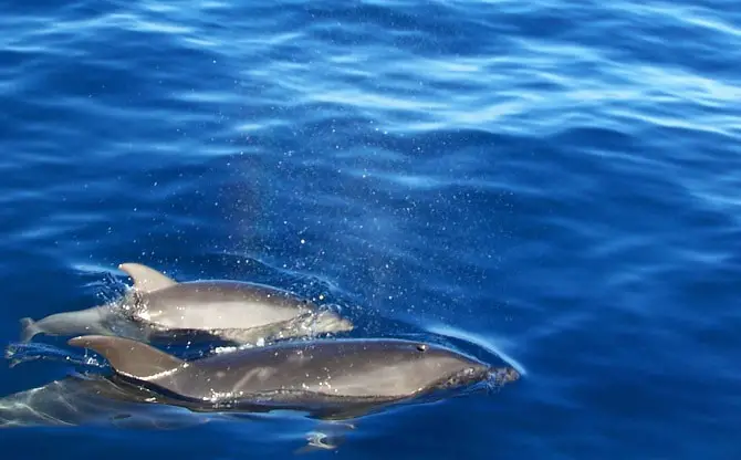 Baby Dolphins