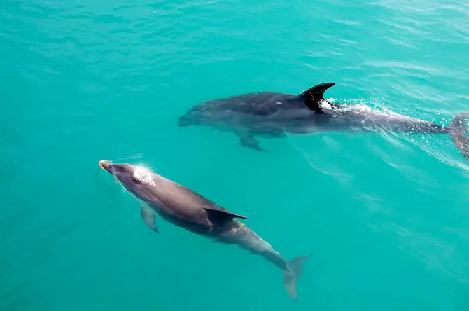 Baby Dolphins