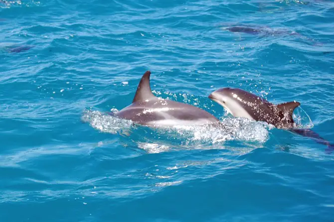 Baby Dolphins